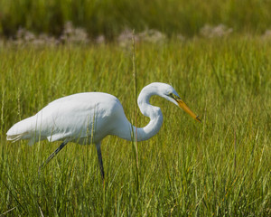 Great Egret fishing