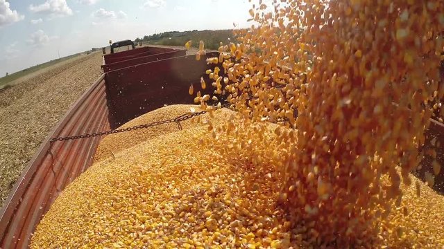 Corn Kernels Fall Into a Tractor Trailer for Transport to the Grain Silos / Unloading freshly harvested corn grains. HD1080p