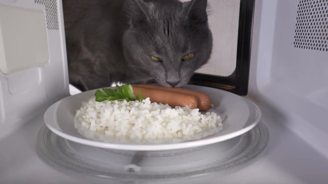 Hungry gray cat sniffs plate with sausages and rice warmed in the microwave oven