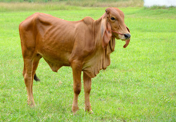  Brown Cow Stand  on green grass field with sunny  in Thailand, Close up image. 