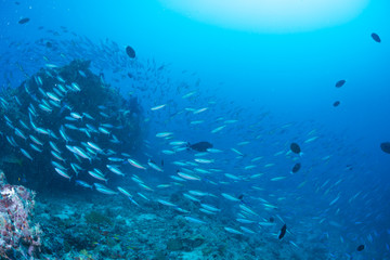 School of Bartail fusilier