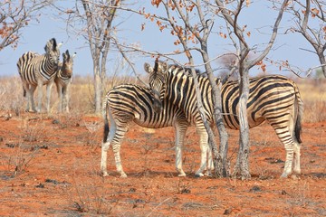 Obraz premium Steppenzebras (Equus quagga) im Westen Etoshas