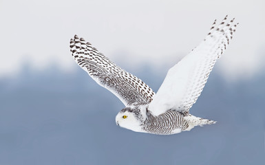 Naklejka premium Snowy owl (Bubo scandiacus) flies low over hunting an open snowy field in winter in Ottawa, Canada
