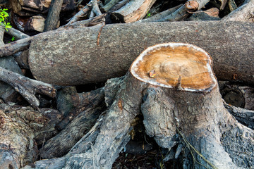 Stump cut destroyed