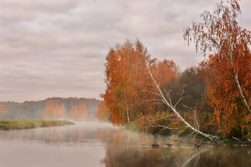 Autumn misty morning on the river. Yellow birch trees