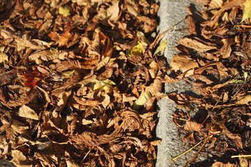 Bordsteinkante und braun verfärbtes Herbstlaub
