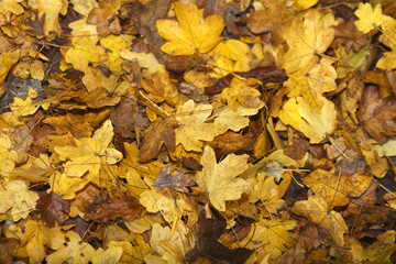 Ahornblätter, Gelb verfärbtes Herbstlaub