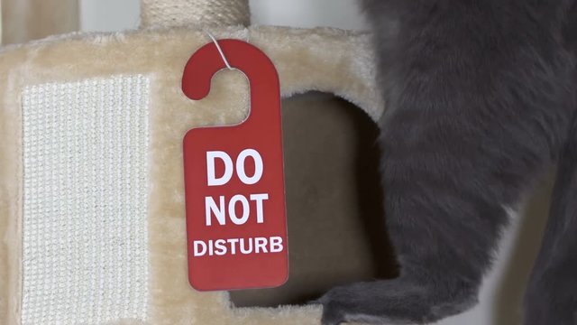 Young gray cat climbing up a beige cat tree house condo with a hanging sign Do Not Disturb at the entrance to his house
