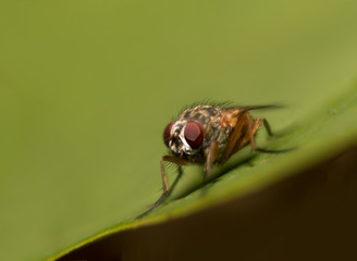 fly with facets eyes