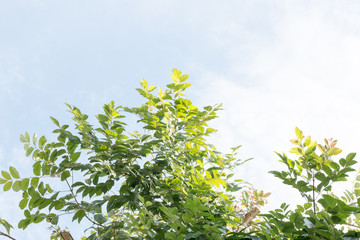 group of green leaf and sky,cloud and blue sky,green leaf from garden,green leaf make oxygen,copy space.