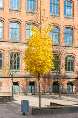 Ahornbaum mit gelben Blättern vor einem Schulgebäude