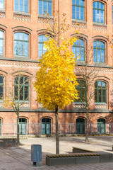 Fototapeta premium Ahornbaum mit gelben Blättern vor einem Schulgebäude