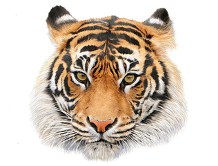 Tiger head hand draw and paint color on white background illustration.