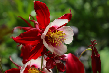 Fototapeta premium Яркая красная аквилегия в весеннем саду.