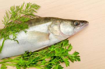 Fresh fish pike perch with herbs closeup on wooden background