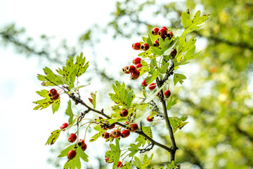 Rote Beeren