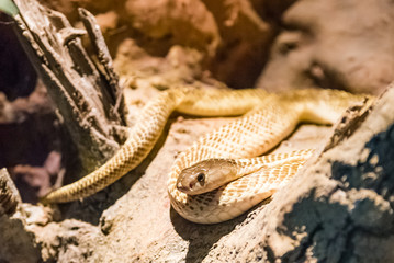 golden spitting cobra crawling on rock