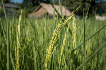 The close up of rice crop in agriculture farm.