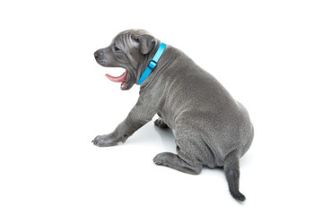 Thai ridgeback puppy yawning