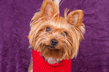 Yorkshire Terrier in warm clothes