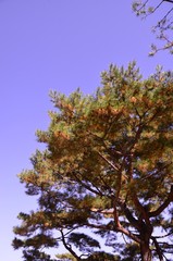 Obraz premium 나무