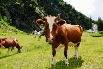 Naklejka na ściany i meble Cow. Cow grazing on a green field. Cows on the alpine meadows. Beautiful alpine landscape with cow.