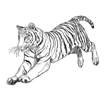 Tiger jump hand draw monochrome on white background vector illustration.
