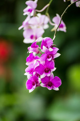 orchid flower.selective focus on end of purple orchid in garden