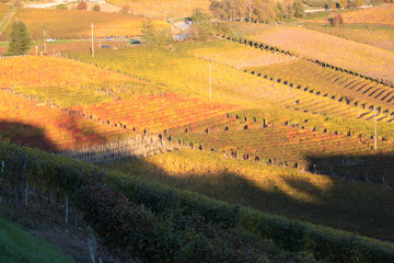 panorama agricolo di vigneti in piemonte