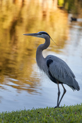 Grey heron walking along the pond