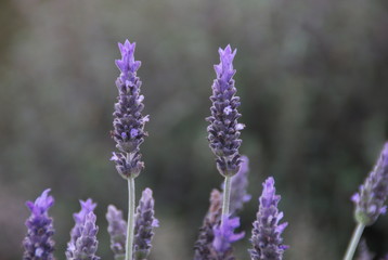 Obraz premium Flores violetas
