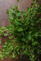 Bio oregano product picture