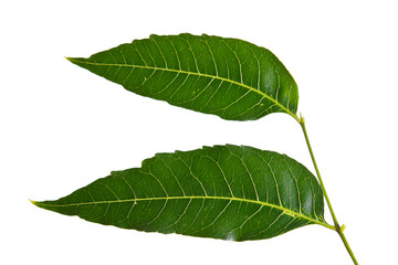 Margosa, nim or neem tree, genus Melia leaf isolated on white ba