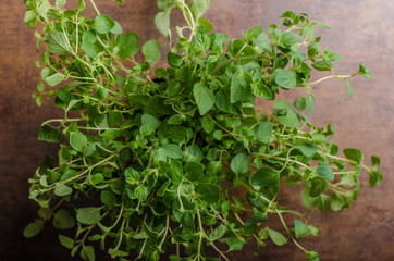 Bio oregano product picture
