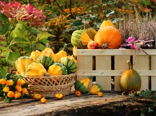 kürbisse im garten