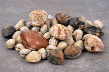 Coques, palourdes, vernis et praires