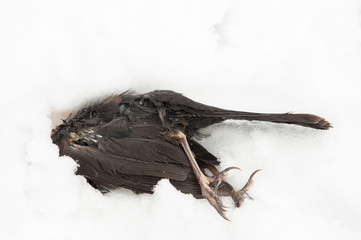 dead bird lying in the snow