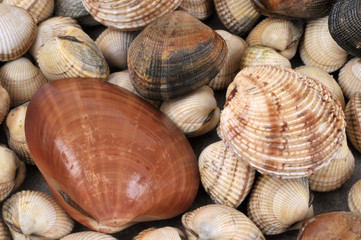 Gros plan sur des fruits de mer