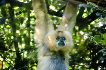 La Torbiera - Gibbone