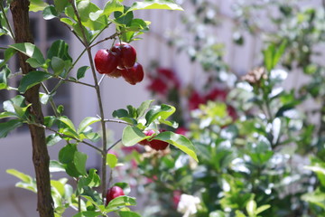 Fruit - Selective focus on Malpighia glabra (acerola cherry), tropical fruit on branch