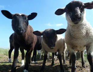 Muurstickers Drei Schafe auf der Hamburger Hallig © Britta Kromand