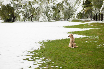 stray dog sitting on green grass in the park covered with snow