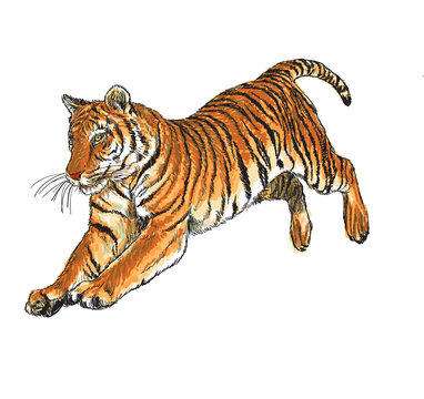 Tiger jump hand draw and paint color on white background vector illustration.