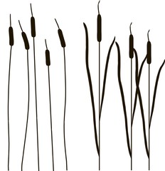 Black outlines of cattail vector illustration, brushes