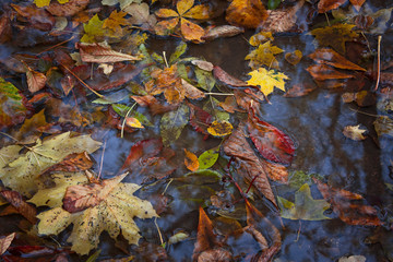 Jesienne liście © Mariusz Stoszewski