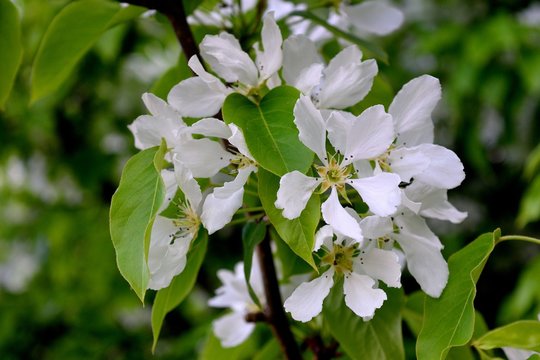 Fototapeta A big flower with white petals