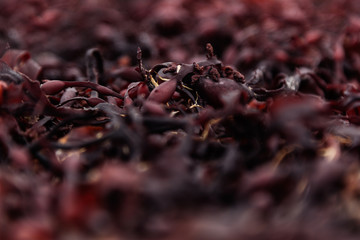 Surface of red seaweed closeup. Alga background.