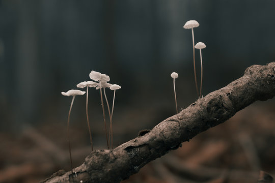 Pilze auf Ast