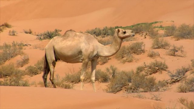 10286 camel watch and run
