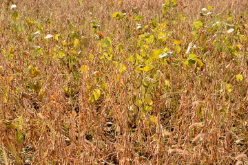 収穫期の長芋の畑